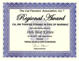 Forge is 16th Best Kitten - NW 2020.jpg